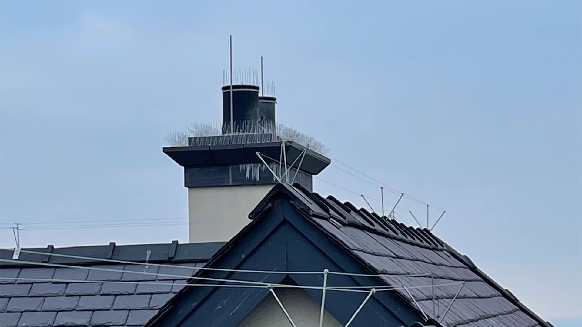 The Importance of Bird Proofing Your Property