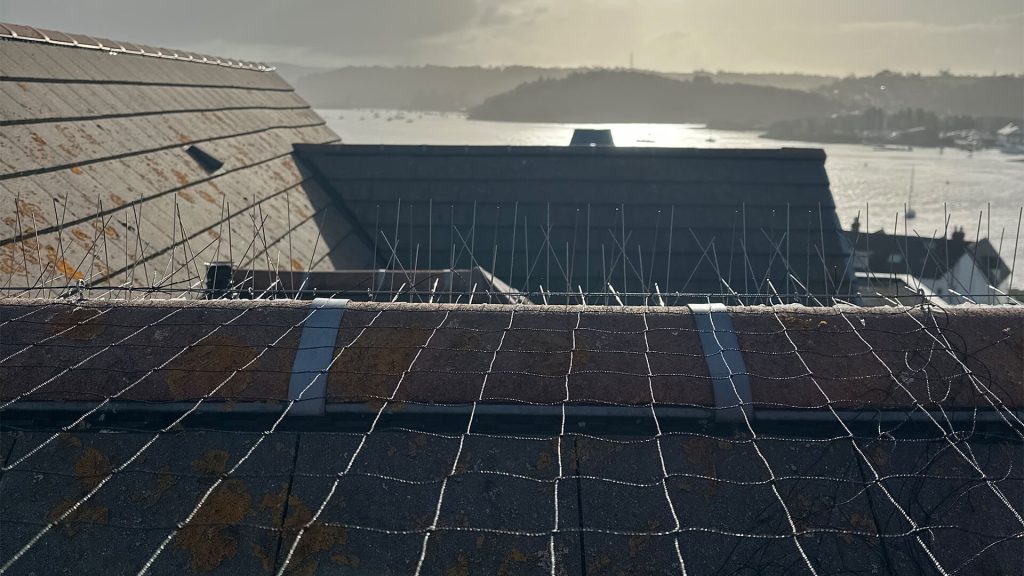 How to Get Rid of Seagulls: Proven Seagull Control Methods That Work