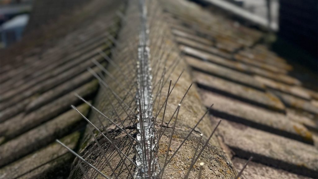 Where Should You Install Bird Spikes? Expert Advice for Maximum Impact