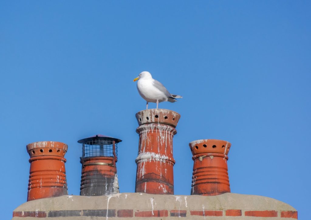 How to Stop Birds Nesting on Your Property This Spring