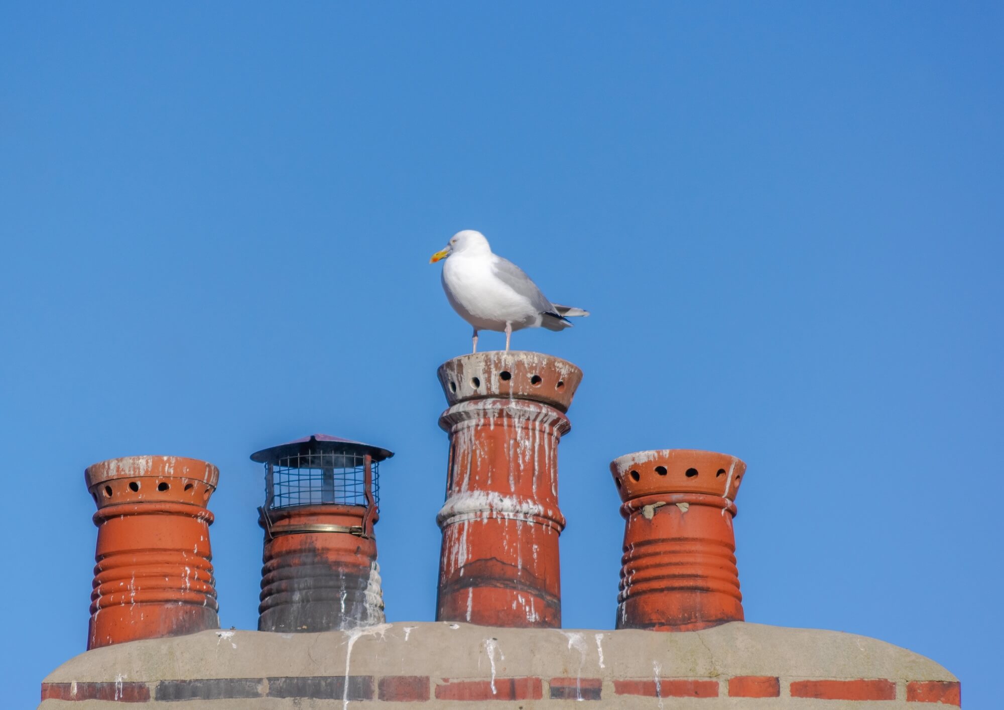 How to Stop Birds Nesting on Your Property This Spring