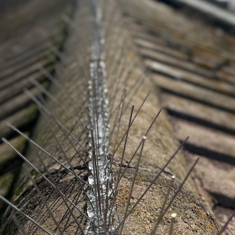 Where Should You Install Bird Spikes? Expert Advice for Maximum Impact Where Should You Install Bird Spikes? Expert Advice for Maximum Impact