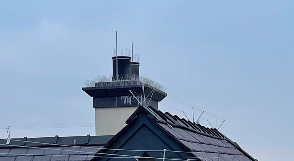 Bird Proofing Roof